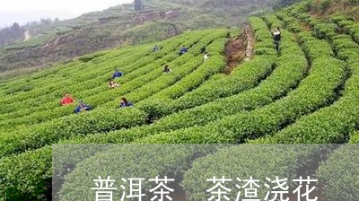 普洱茶 茶渣浇花/2023041082837